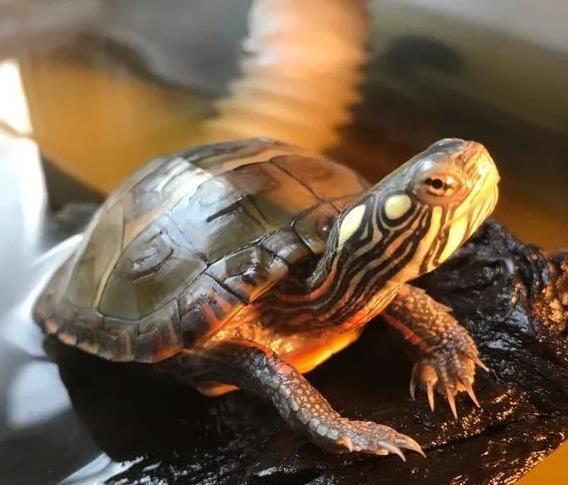 下山龟亚健康_下山龟就是野生龟吗_下山龟啥意思